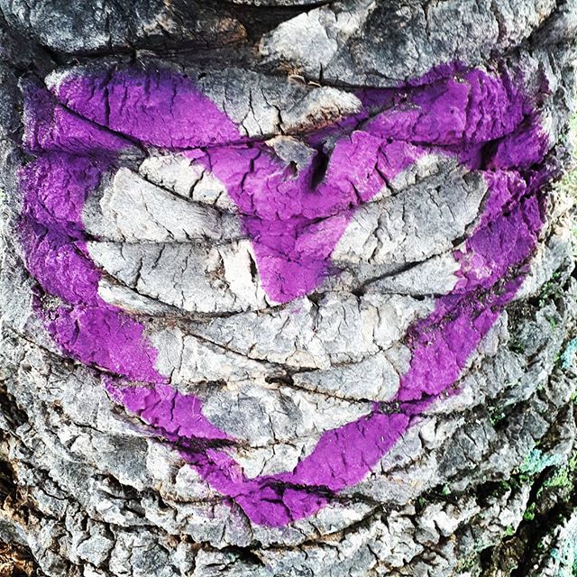 53503995_2174232765966861_1389899181039106280_n