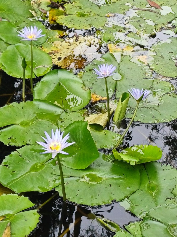 Blue waterlilies