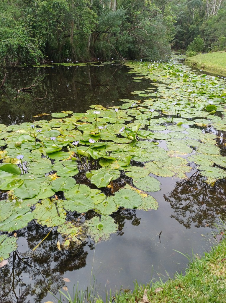 Blue waterlilies growing in profusion on a creek bordered by a jungle of trees and shrubs and, on one side, lawn