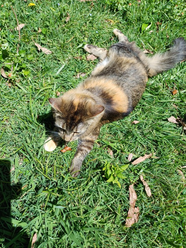 Tortoiseshell cat stretched out in the sun on grass lawn