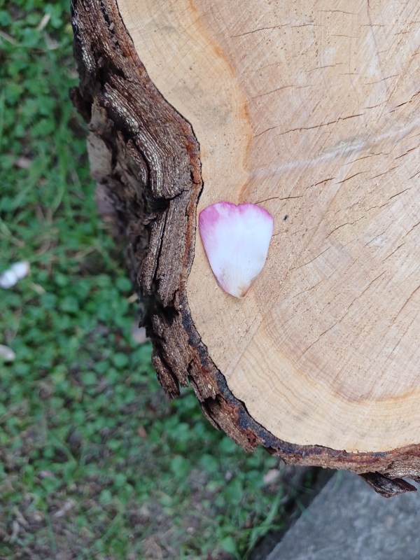 heart-shaped white petal with pink edges, on a tree stumpo