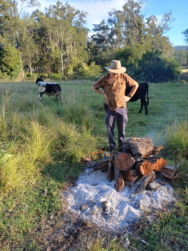 Farmer looking at an ashy fire in a paddock with cows