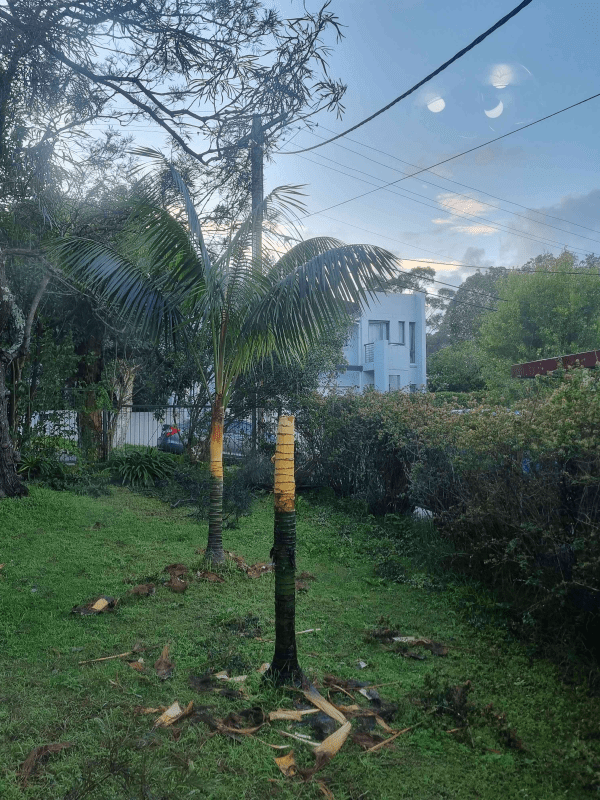 two small palm trees, one with no fronds but just a trunk
