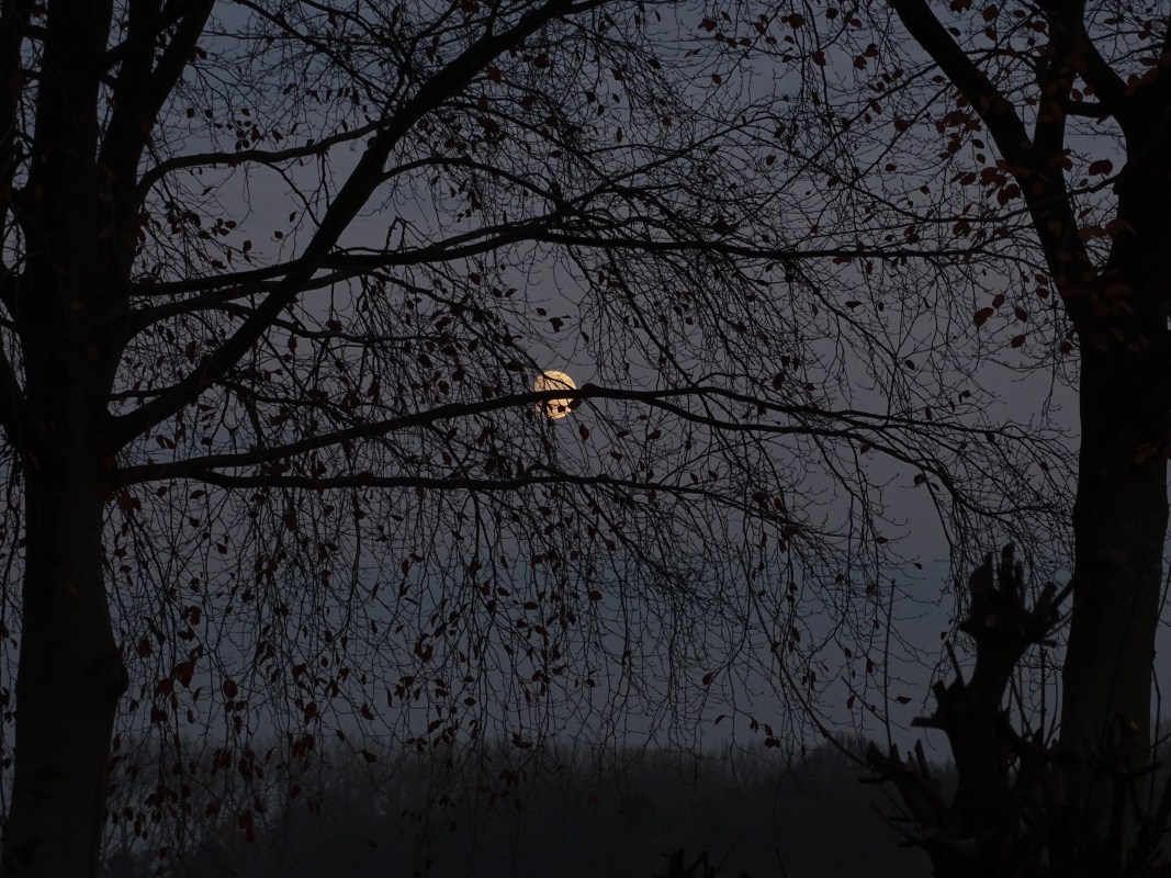 The full moon at night shown between 2 large trees and partly obscured through the centre with a branch