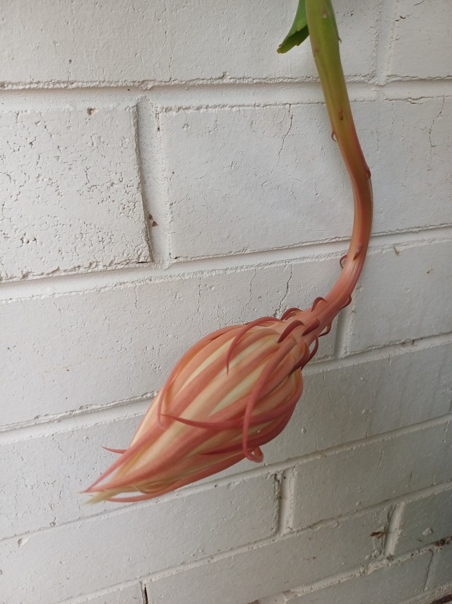 A huge pink orchid flower bud against a background of a white-painted brick wall. The bud is about two thirds the size of a standard house brick.
