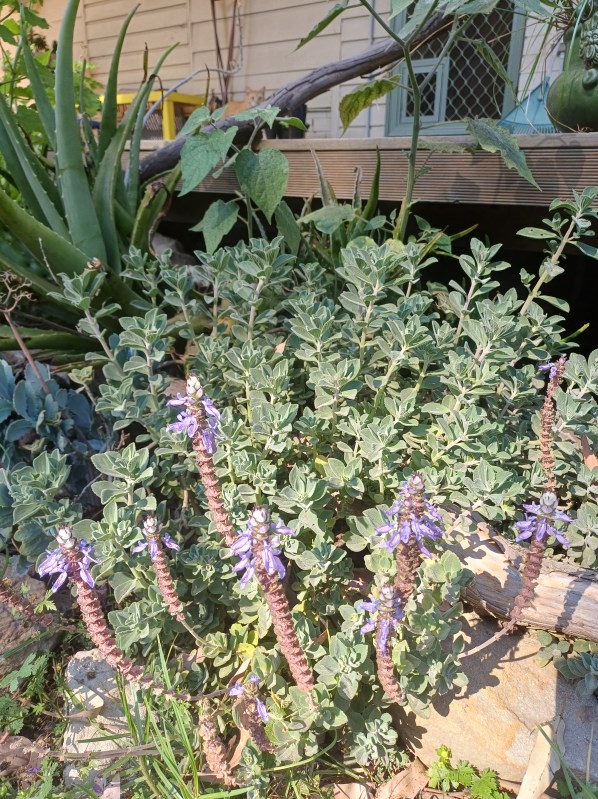 Garden plants including aloe vera, cape gooseberry, dogsbane with purple flower spikes. The edge of a deck can be seen, and a back door