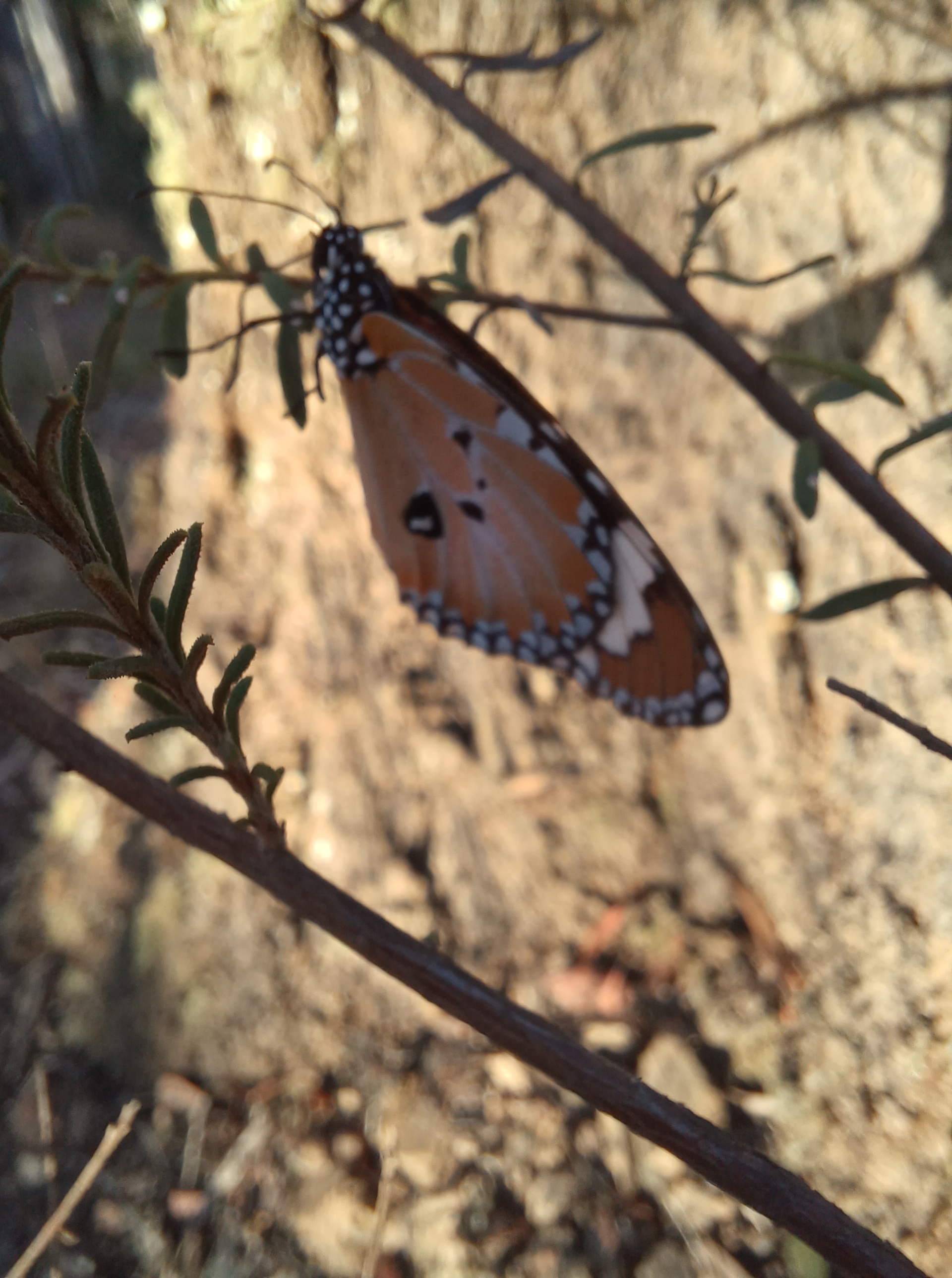 orange, black and white butterfly on a plant in front of a tree trunk