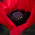 Wordflower poetry
