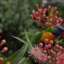 Rainbow lorikeet in a pink flowering gum