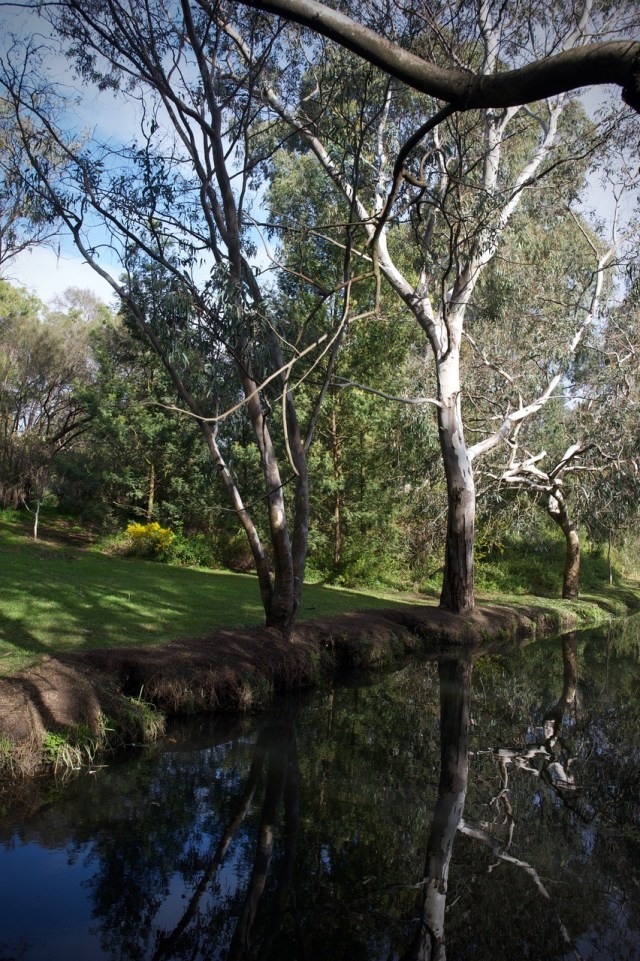 Australian eucalypt trees and grass around a water hole