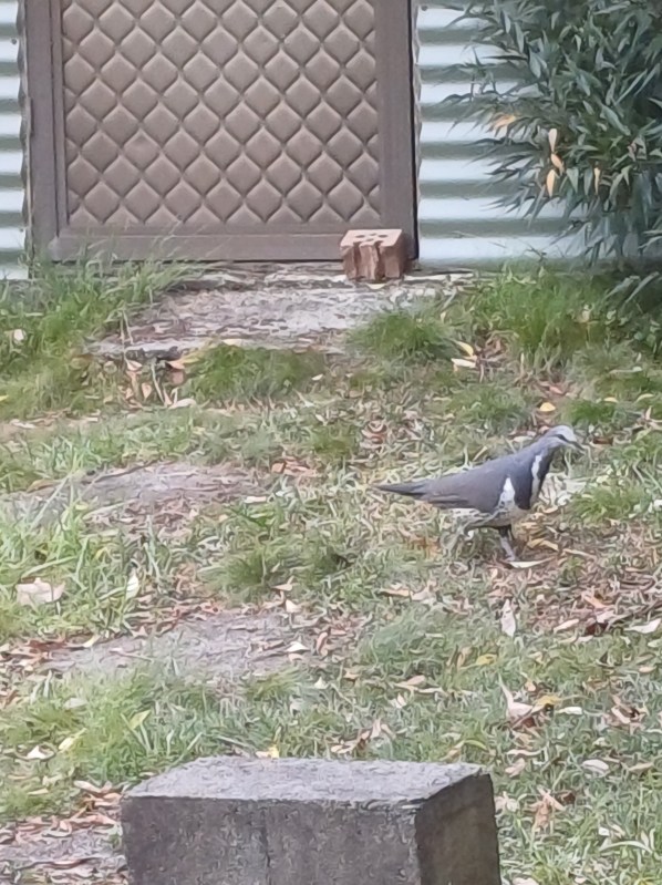 wonga pigeon in a backyard