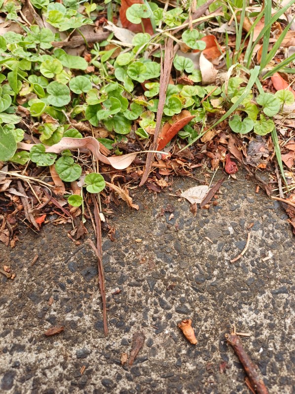 the edge of a concrete driveway with blue metal inclusions where it meets the lawn and various weeds are growing, including a groundcover with round leaves