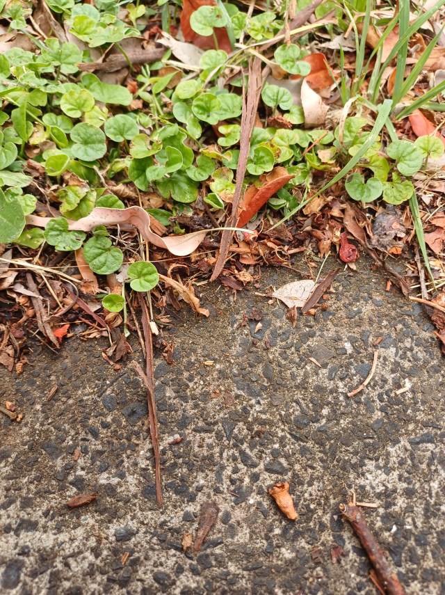 the edge of a concrete driveway with blue metal inclusions where it meets the lawn and various weeds are growing, including a groundcover with round leaves