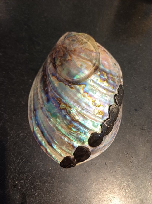 abalone shell with clear resin stand and black resin blocking the holes