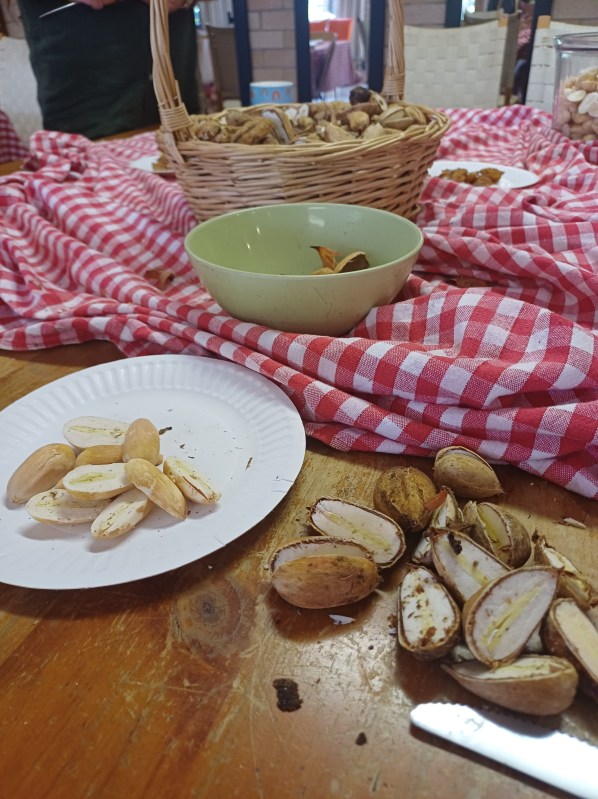 bunya nut preparation on a wooden table with a red and white checked tablecloth