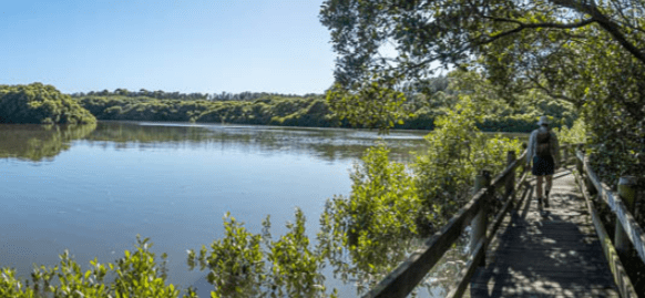 River with mangroves and a boardwalk path with someone walking away