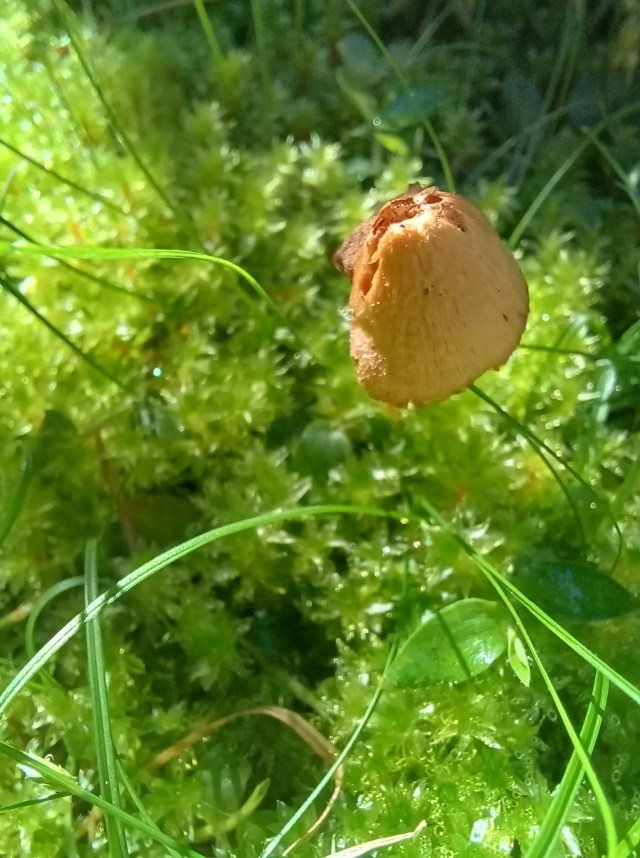 moss and toadstool seen up close in partial sunshine