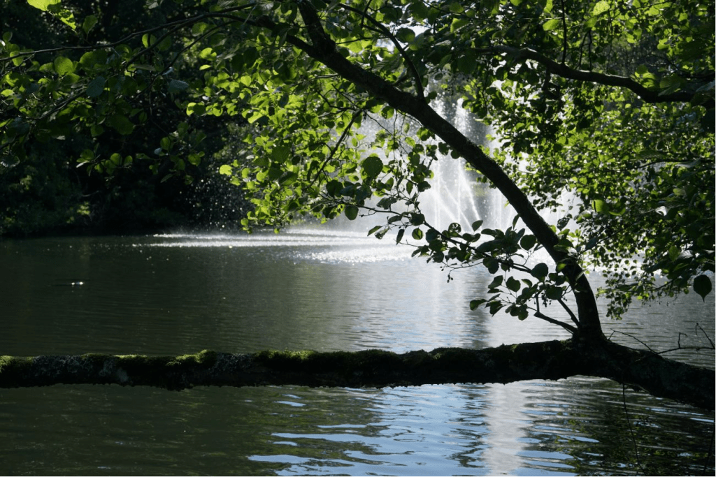 photo of a body of water in shadow with a tree branch crossing it. attached to the branch are many small leaves. behind the branch we can see a fountain partly obscured. the water rises from the fountain into sunlight