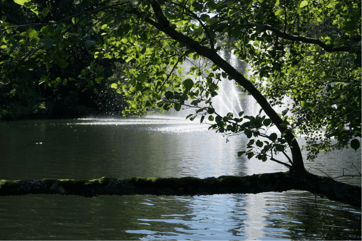 a body of water with a tree branch crossing it, with many small green leaves. behind the leaves we can see a fountain or a waterfall