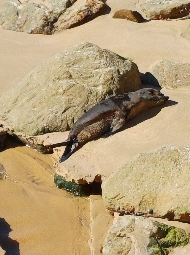 baby seal on a beach with large rocks and a small water course running by