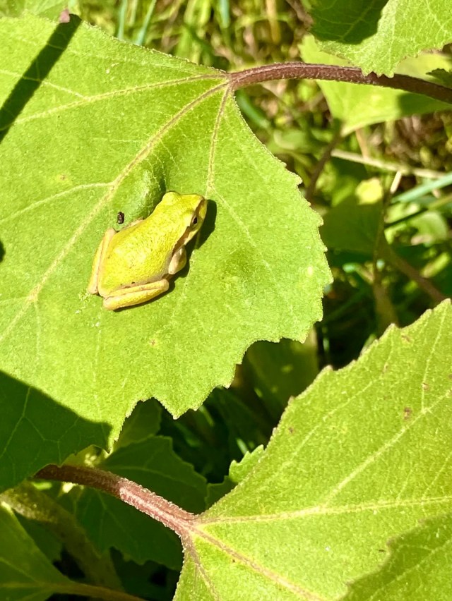 A small green frog on a large leaf