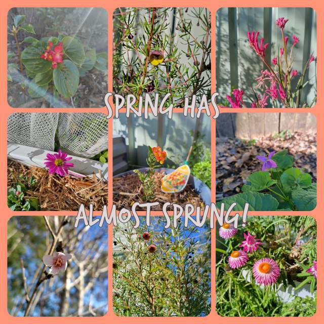 9 photos of spring flowers and buds with the message "spring has almost sprung"