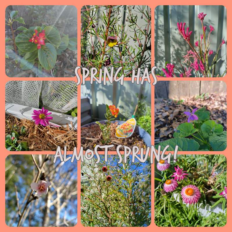 9 photos of spring flowers and buds with the message "spring has almost sprung"