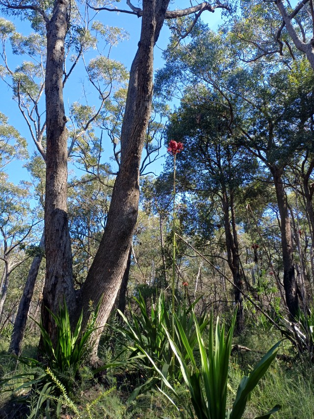 photo of Australian bush with a tall red flower standing among trees and bushes
