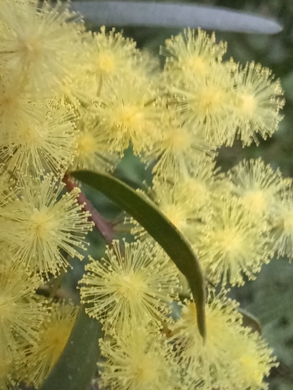 wattle (acacia) flowers close up: yellow puffs