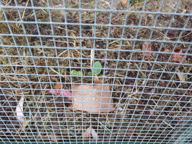 plant seedlings behind wire mesh