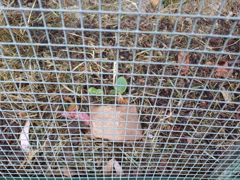 plant seedlings behind wire mesh