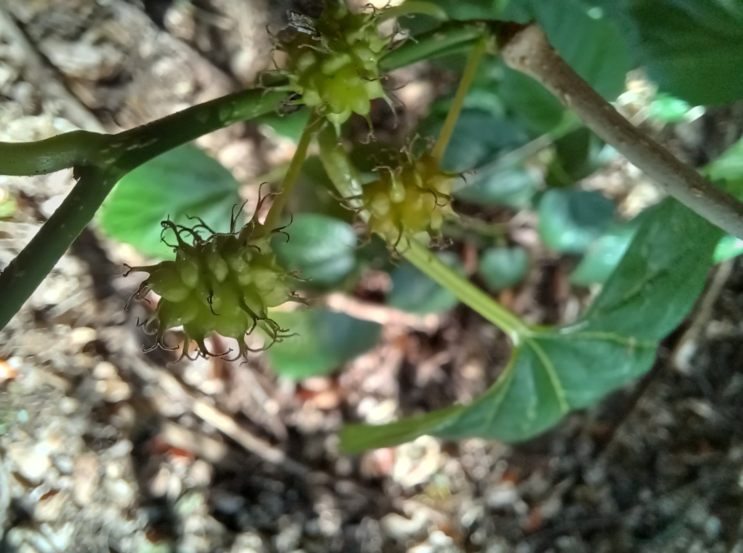 unripe mulberry fruit on tree, close up to camera