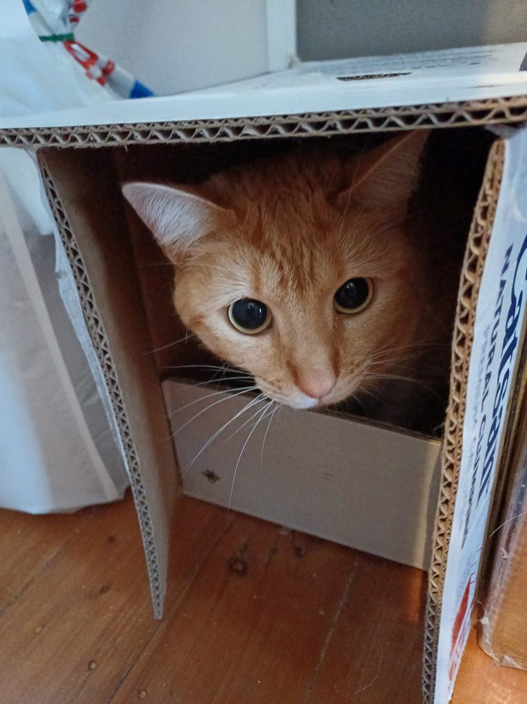ginger cat in a box