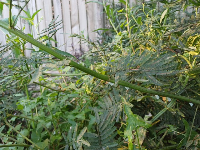 Acacia branch with many leaf hoppers hanging off the under side