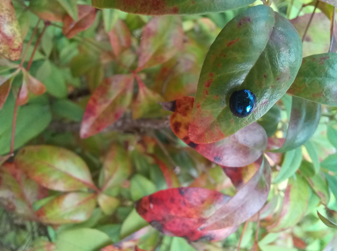 blue metallic lady beetle on a nandina plant