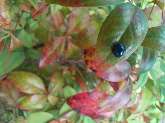 blue metallic lady beetle on a nandina plant